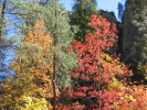 PICTURES/Sedona West Fork Trail  - Again/t_Red Leaves4.jpg
